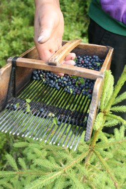 Blueberry picking comb clipart