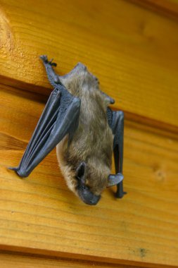 Bat is hanging on a wall clipart