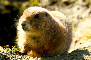 Gopher clipart