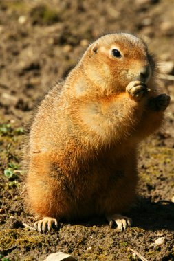 Gopher clipart