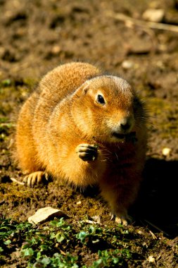 Gopher clipart