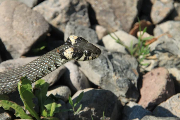 Змея между камнями — стоковое фото