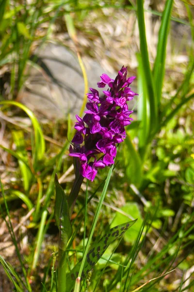Alpine flower — Stock Photo, Image
