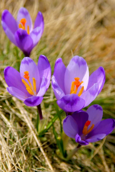 Flor alpina — Fotografia de Stock
