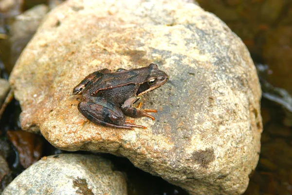 Frog on a big stone — Stock Photo, Image