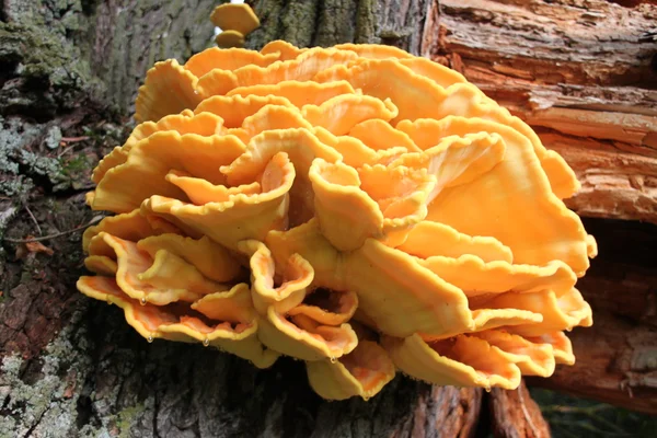 Mushroom on the tree — Stock Photo, Image