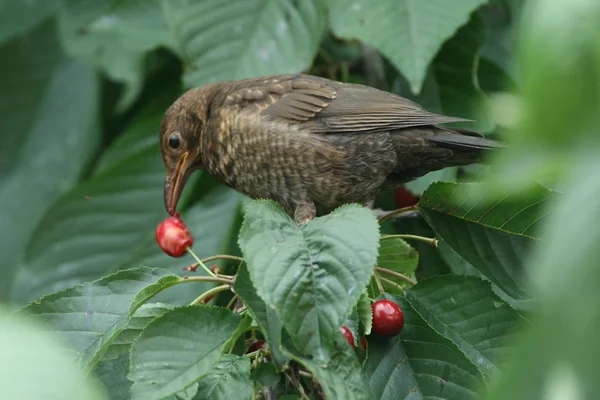 Ptak jest jedzenie wiśni — Zdjęcie stockowe