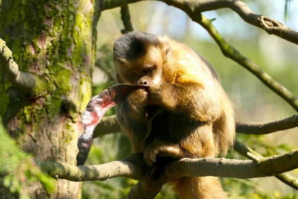 Macaco comendo um gafanhoto — Fotografia de Stock