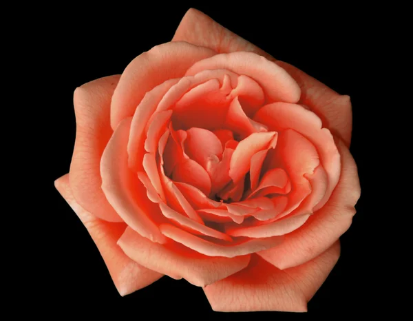 Un trandafir roşu — Fotografie, imagine de stoc