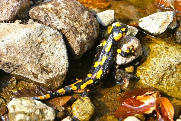 Жовтий саламандра — стокове фото