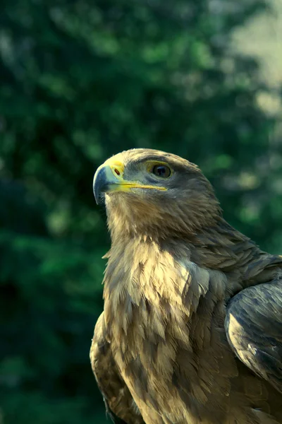 黄金の鷲 — ストック写真