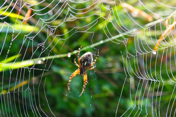 Aranha em sua teia — Fotografia de Stock