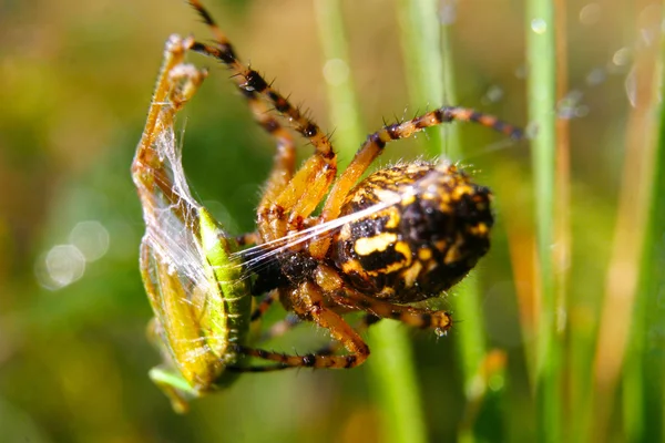 Uma aranha de caça — Fotografia de Stock