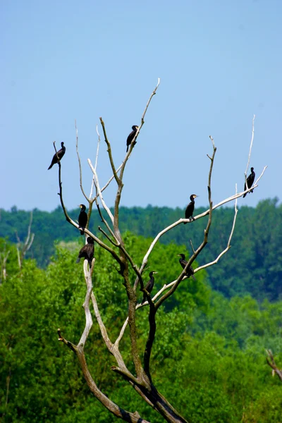Птицы на ветвях — стоковое фото