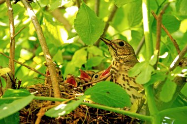 Bird and its young clipart