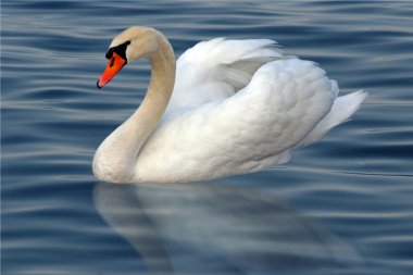 Swan in the water clipart