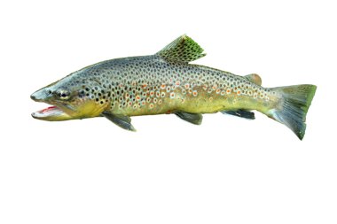 Common trout clipart