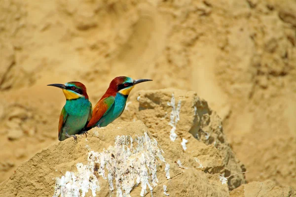 Bee-eaters — Stok fotoğraf