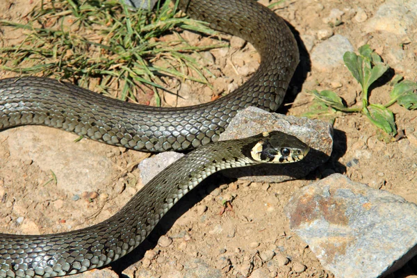 Pequeña serpiente —  Fotos de Stock
