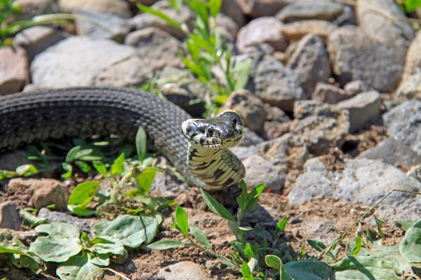 小蛇 — 图库照片