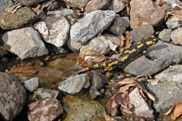 Salamandra — Fotografia de Stock