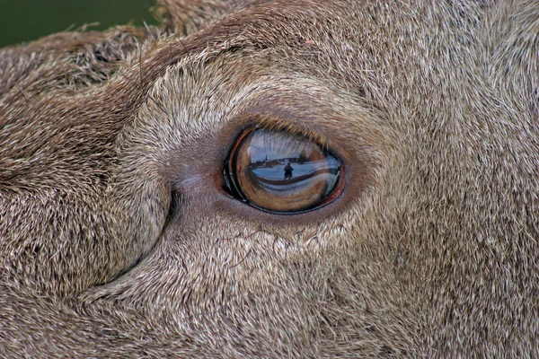 Eye of the fawn — Stock Photo, Image