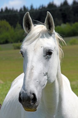 Portrait of a horse clipart