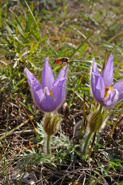 Bluebell alpine flowers — Stock Photo, Image