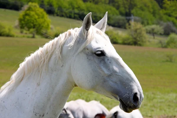 Perfil de um cavalo — Fotografia de Stock