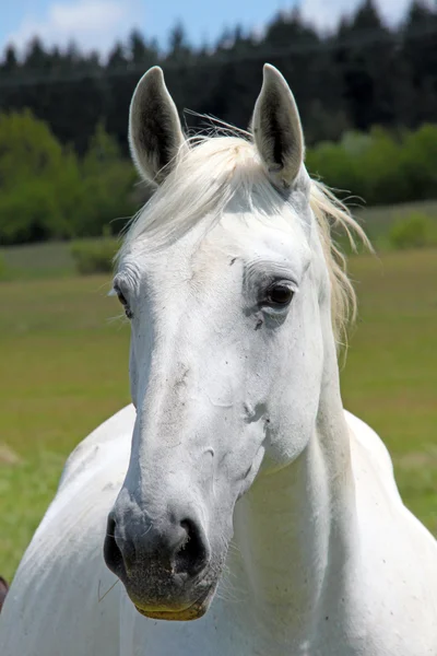 Портрет лошади — стоковое фото
