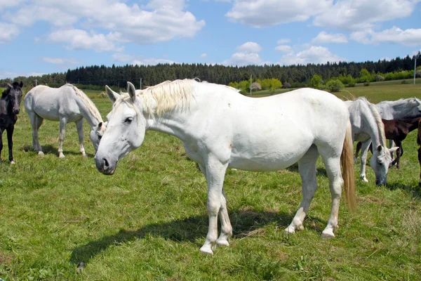 Otlaktaki atlar — Stok fotoğraf