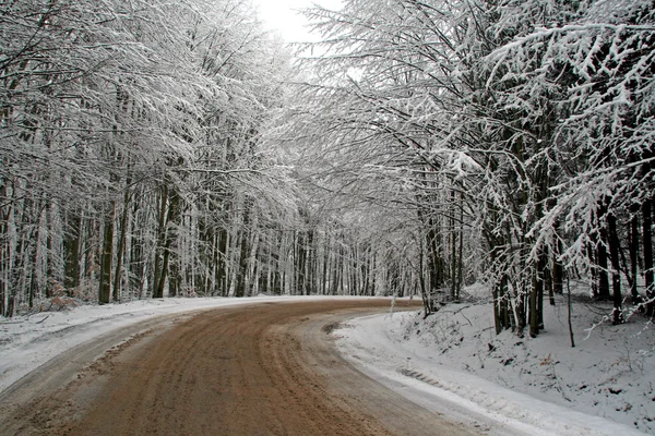 Winterweg in het bos — Stockfoto