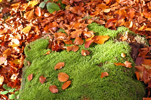 stock image Autumn leaves with moss