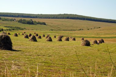 haystacks çayır üzerinde