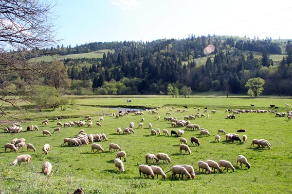 山中的羔羊 — 图库照片