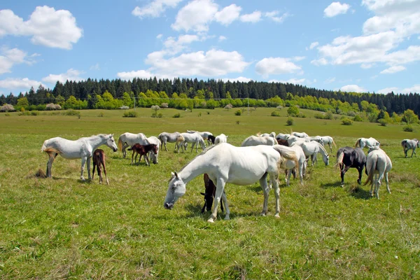 목초지의 말들 — 스톡 사진