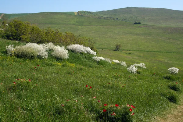 牧草地に咲く花 — ストック写真