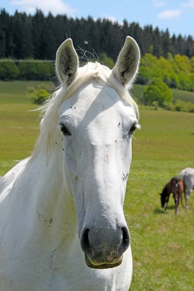 Retrato de un caballo —  Fotos de Stock