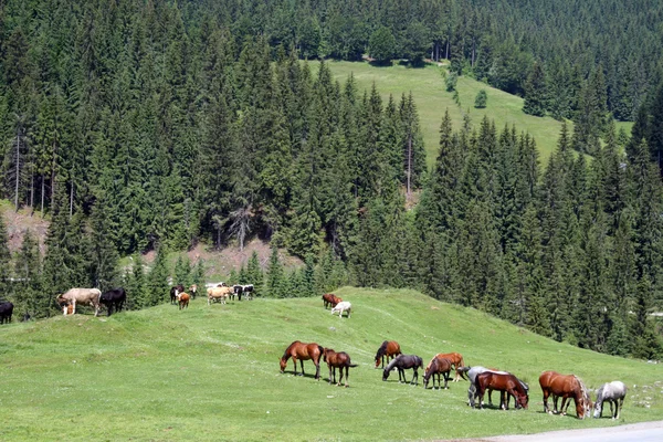 Лошади на пастбище — стоковое фото