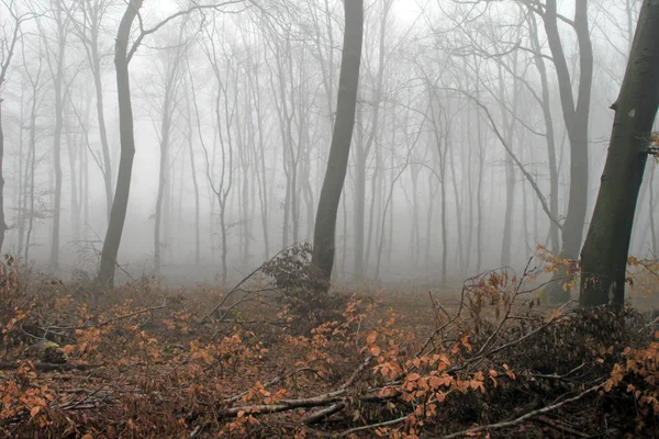 stock image Misty forest