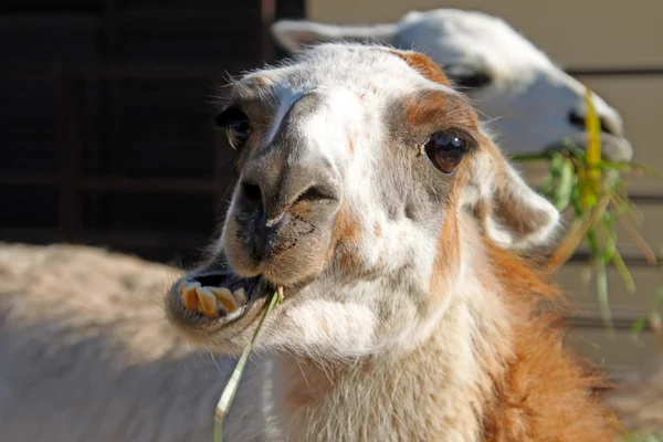 吃早餐的骆驼 — 图库照片