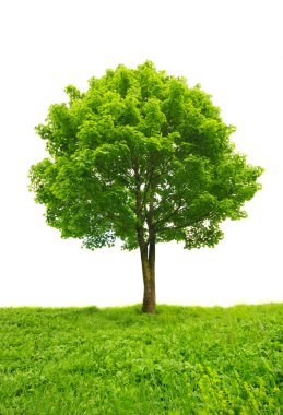 Green tree in grass