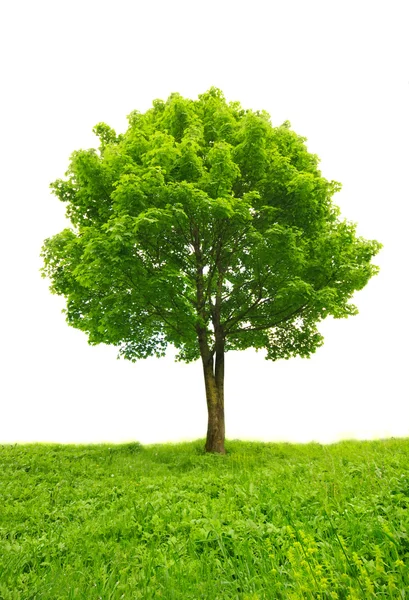 Зеленое дерево в траве — стоковое фото