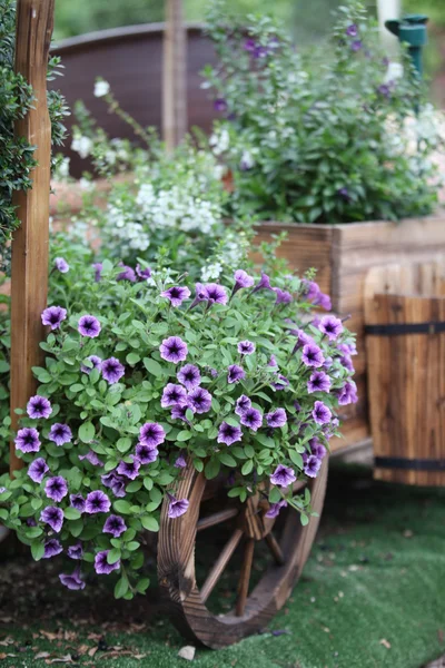 stock image Shrubs of flowers on a trolley