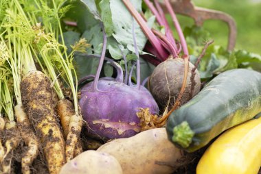 Collection of harvested vegetables. clipart