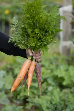 Woman holding bunch of carrots. clipart