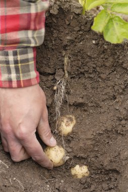 One person harvesting first early potatoes (Swift) clipart