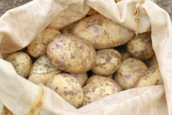 Sack of freshly harvested organic allotmen potatoes. — Stock Photo, Image