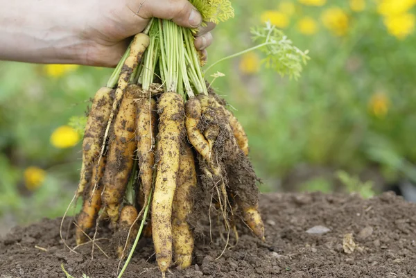 Holding bunch of yellow carrots. — Stock Photo, Image