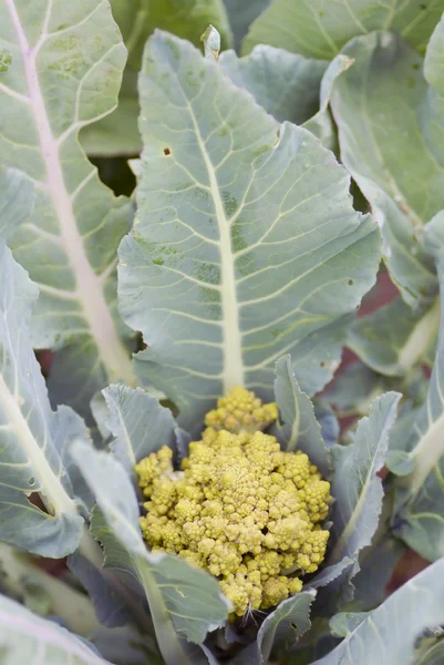 En ekologisk romanesco broccoli. — Stockfoto